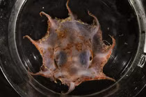 Phát hiện loài bạch tuộc mới có xúc tu đỏ tươi