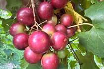 Cây cảnh phong thủy tuyệt đẹp, cho quả ngọt giúp gia chủ thịnh vượng