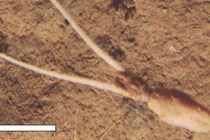 Kỳ lạ loài mực biết đóng giả thực vật, chưa từng biết đến