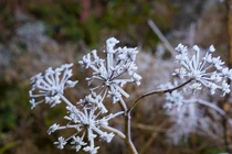 Tiết Đại Hàn là gì và kéo dài bao lâu trong năm 2026?