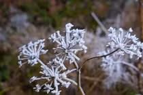 Tiết Đại Hàn là gì và kéo dài bao lâu trong năm 2026?