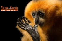 [INFOGRAPHIC] Vượn má vàng quý mới được người dân Đắk Lắk giao nộp