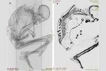 Khám phá bất ngờ về xác ướp thợ mỏ ở sa mạc Atacama