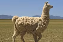 Bất ngờ loạt động vật giữ nhà siêu đỉnh, ngang hàng với chó