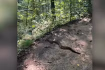 Đi bộ đường dài, người đàn ông kinh hãi gặp rắn đuôi chuông khổng lồ