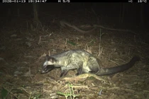 Bẫy ảnh bất ngờ 'tóm gọn' 27 loài động vật hoang dã trong rừng Mỹ Sơn