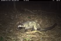 Bẫy ảnh bất ngờ 'tóm gọn' 27 loài động vật hoang dã trong rừng Mỹ Sơn