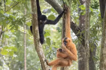 Vượn đen má hung Nam Bộ ghi nhận ở Đắk Lắk là loài trong sách Đỏ