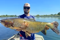 'Thủy quái' cắn câu, cần thủ hốt hoảng kéo lên cá trắm 31kg