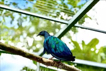 5 cá thể chim bồ câu Nicoba về vườn quốc gia Côn Đảo là loài cực quý