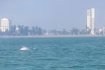 Cận cảnh đàn cá heo trắng hiếm thấy ở Sầm Sơn