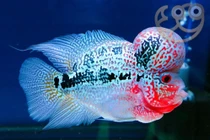 Những loài cá độc lạ đắt đỏ nhất thế giới, dân chơi ráo riết 'săn lùng'