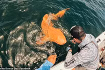 Ngư dân sửng sốt khi câu được cá mập màu cam siêu hiếm