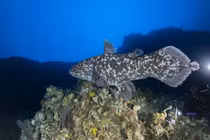 Cá vây tay tuyệt tích 65 triệu năm bỗng tái xuất thần kỳ