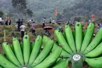 Tại sao không nên mang chuối đi tảo mộ theo truyền thống Việt Nam?