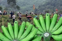 Tại sao không nên mang chuối đi tảo mộ theo truyền thống Việt Nam?