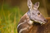 Top 8 loài động vật hoang dã tỏa hương quyến rũ nhất hành tinh