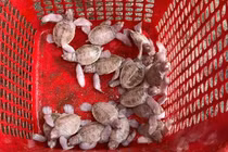 Ngắm 14 con rùa biển bạch tạng cực hiếm vừa chào đời ở Côn Đảo