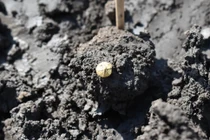 Phát hiện kho báu chứa đầy vàng bạc trong khu định cư cổ