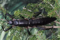 Sau 100 năm tuyệt tích, côn trùng quý hiếm bất ngờ tái xuất