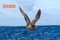 [INFOGRAPHIC] Loài chim bám đuôi những cơn bão để kiếm ăn