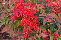 Cây cảnh may mắn số 1, nhà nào trồng cũng phát tài