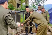 Ba động vật trong Sách Đỏ đi lạc vào nhà dân ở Thanh Hóa