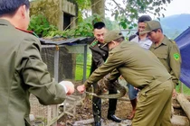 Ba động vật trong Sách Đỏ đi lạc vào nhà dân ở Thanh Hóa