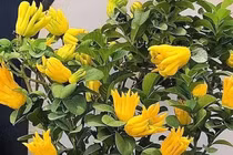 Cây cảnh trồng trong nhà giúp tăng cường tài lộc, mang đến điềm lành