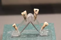 Tìm thấy trẻ em Maya 7 tuổi có ngọc răng xanh biếc kỳ lạ