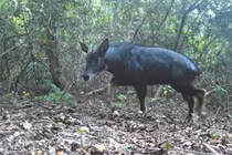 Phát hiện mẹ con sơn dương quý hiếm trong rừng đá vôi Ninh Bình