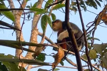 Voọc 7 màu hiếm gặp xuất hiện trong vườn nhà dân Hà Tĩnh