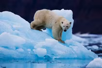 Gấu Bắc Cực 'viết lại' ADN để thích ứng với biến đổi khí hậu