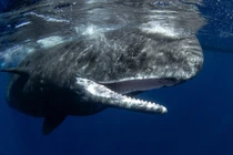 Cá nhà táng phát âm như người, chuyên gia giải mã sao?