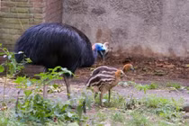 Giật mình tập tục nuôi 'chim khổng lồ' hung dữ của người cổ đại