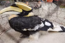 Đi làm ruộng, người dân Tây Ninh phát hiện loài chim quý hiếm