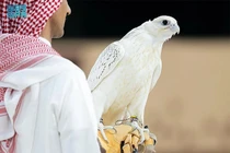 Chim ưng trắng muốt được bán đấu giá hơn 8,4 tỷ đồng