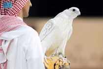 Chim ưng trắng muốt được bán đấu giá hơn 8,4 tỷ đồng