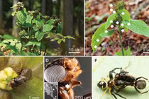 Lần đầu phát hiện thực vật lạ dùng mùi kiến dụ loài thụ phấn