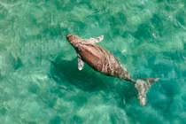 Bò biển Dugong quý hiếm bất ngờ xuất hiện tại biển Côn Đảo