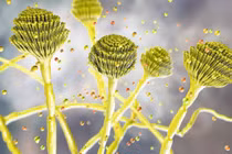 Công bố sốc: Nấm cực độc trong lăng mộ cổ chữa được ung thư