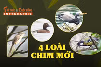 [INFOGRAPHIC] 4 loài chim mới phát hiện ở Phong Nha - Kẻ Bàng