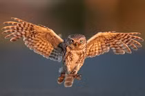 Động vật nào nghe được âm thanh ở khoảng cách xa kinh ngạc?