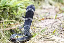 Động vật nguy cấp xuất hiện dày đặc tại khu bảo tồn Bái Tử Long