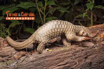 [INFOGRAPHIC] Tê tê Java - động vật quý hiếm trong Sách Đỏ Việt Nam