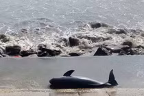 Nhiều 'quái ngư' từng dạt vào bờ gây xôn xao