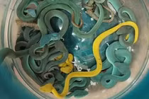 44 con rắn độc trong vali ở sân bay gồm loài kịch độc nào?