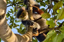 Voọc chà vá chân nâu dính bẫy ở bán đảo Sơn Trà là loài Sách Đỏ