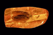 Gián 40 triệu tuổi bị giam trong hổ phách, khoa học sửng sốt