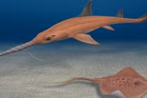 Phát hiện loài cá mập tiền sử mới hình lưỡi cưa độc đáo